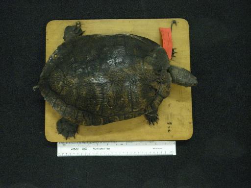 Trachemys ornata Gray, 1831 - 1947.3.5.20, 48.7.28.26 C. ornata cataspila type .JPG