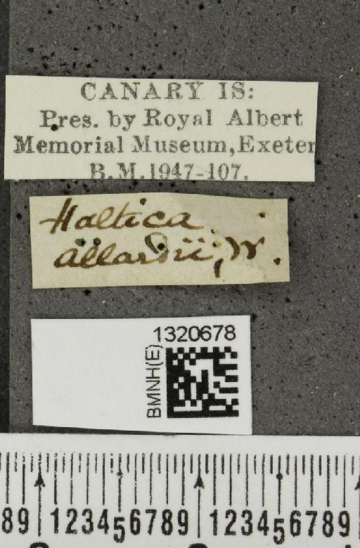 Epitrix allardii (Wollaston, 1860) - BMNHE_1320678_label_24905