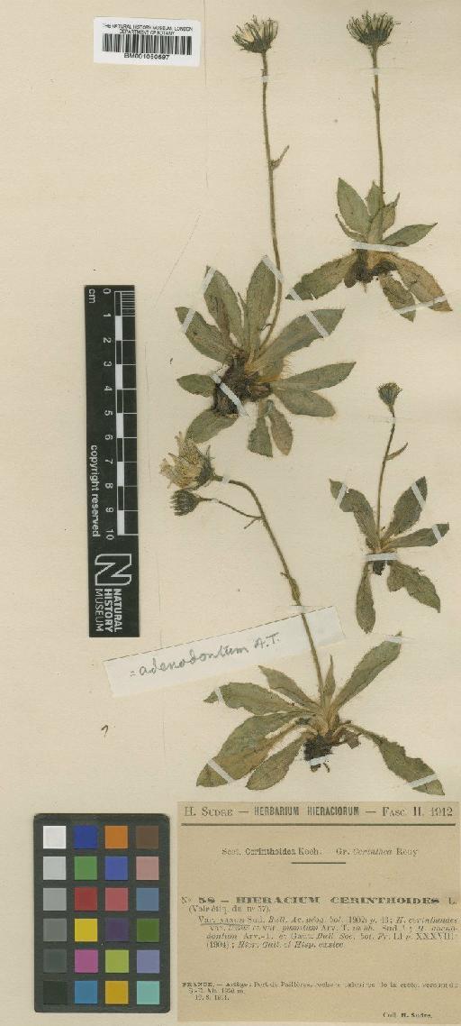 Hieracium subsericeum subsp. adenodonthum (Arv.-Touv. & Gaut.) Zahn - BM001050697