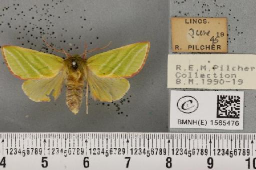 Pseudoips prasinana britannica (Warren, 1913) - BMNHE_1565476_293575