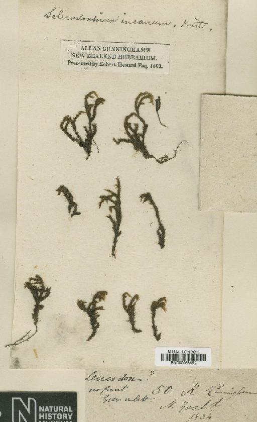 Dicnemoloma pallidum (Hook.) Wijk & Margad. - BM000965952