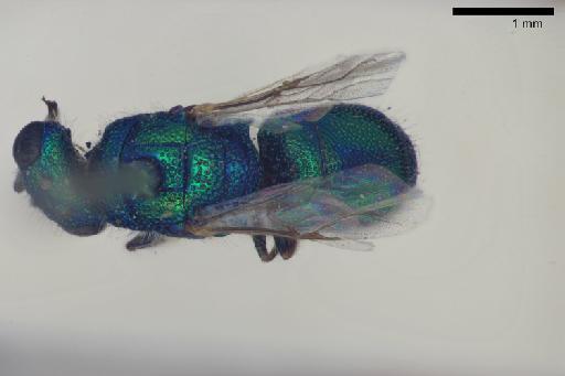 Chrysis paria Bingham, C.T., 1903 - 013379410-NHMUK-Chrysis_paria-Syntype-male-habitus-dorsal-2_5x