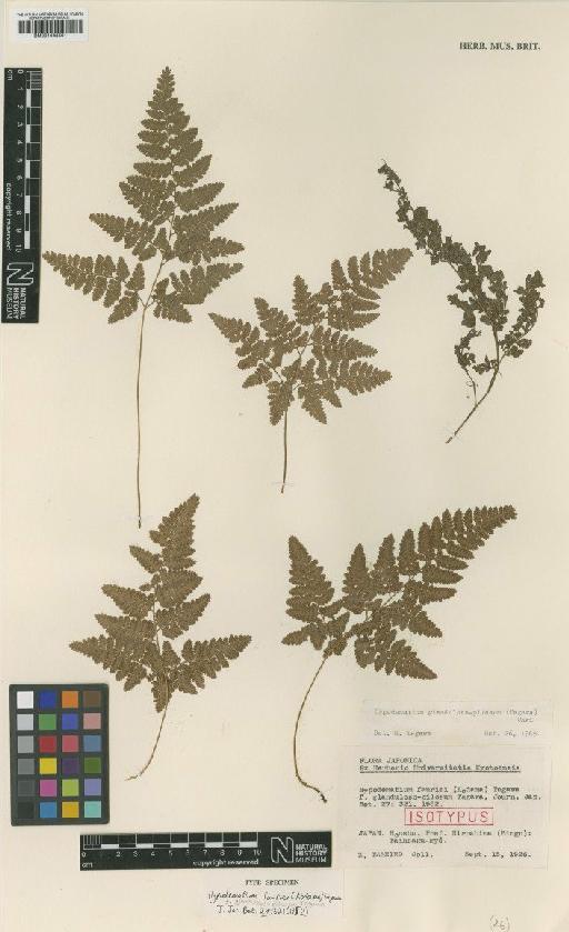 Hypodematium fauriei f. glanduloso-pilosum (Kodama) Tagawa - BM001048501
