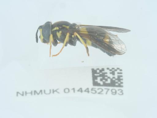 Chrysotoxum bicinctum (Linnaeus, 1758) - 014452793_2