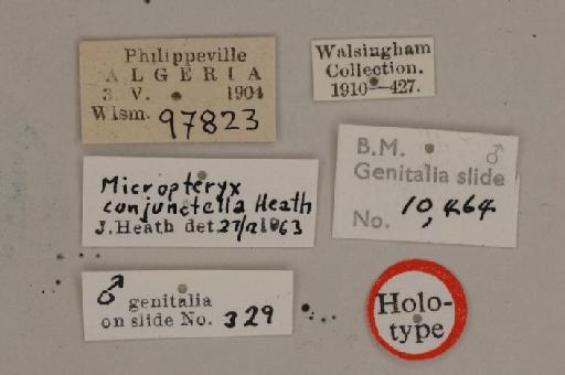 Micropterix conjunctella Heath, 1986 - Micropteryx_conjunctella_Heath_HT_Labels_BMNH(E)#982863