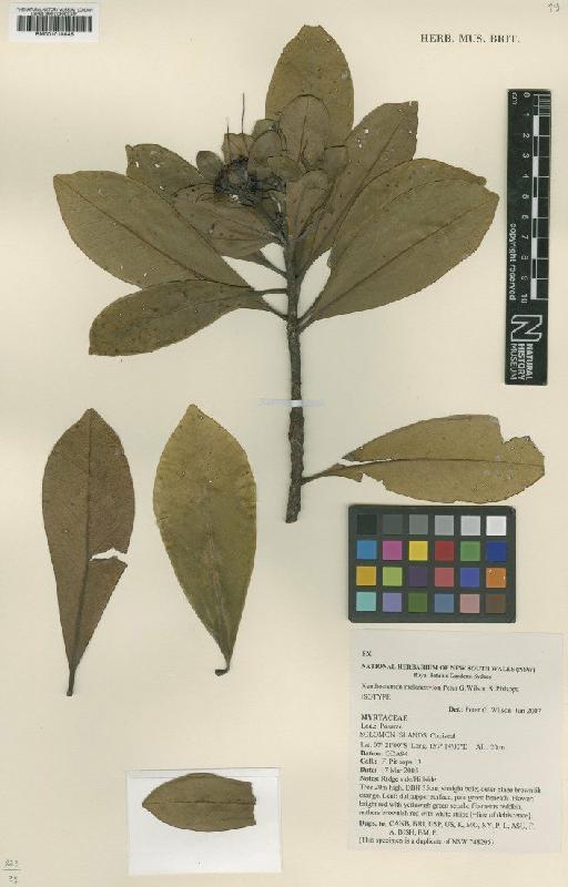 Xanthostemon melanoxylon Peter G.Wilson & Pitisopa - BM001010846