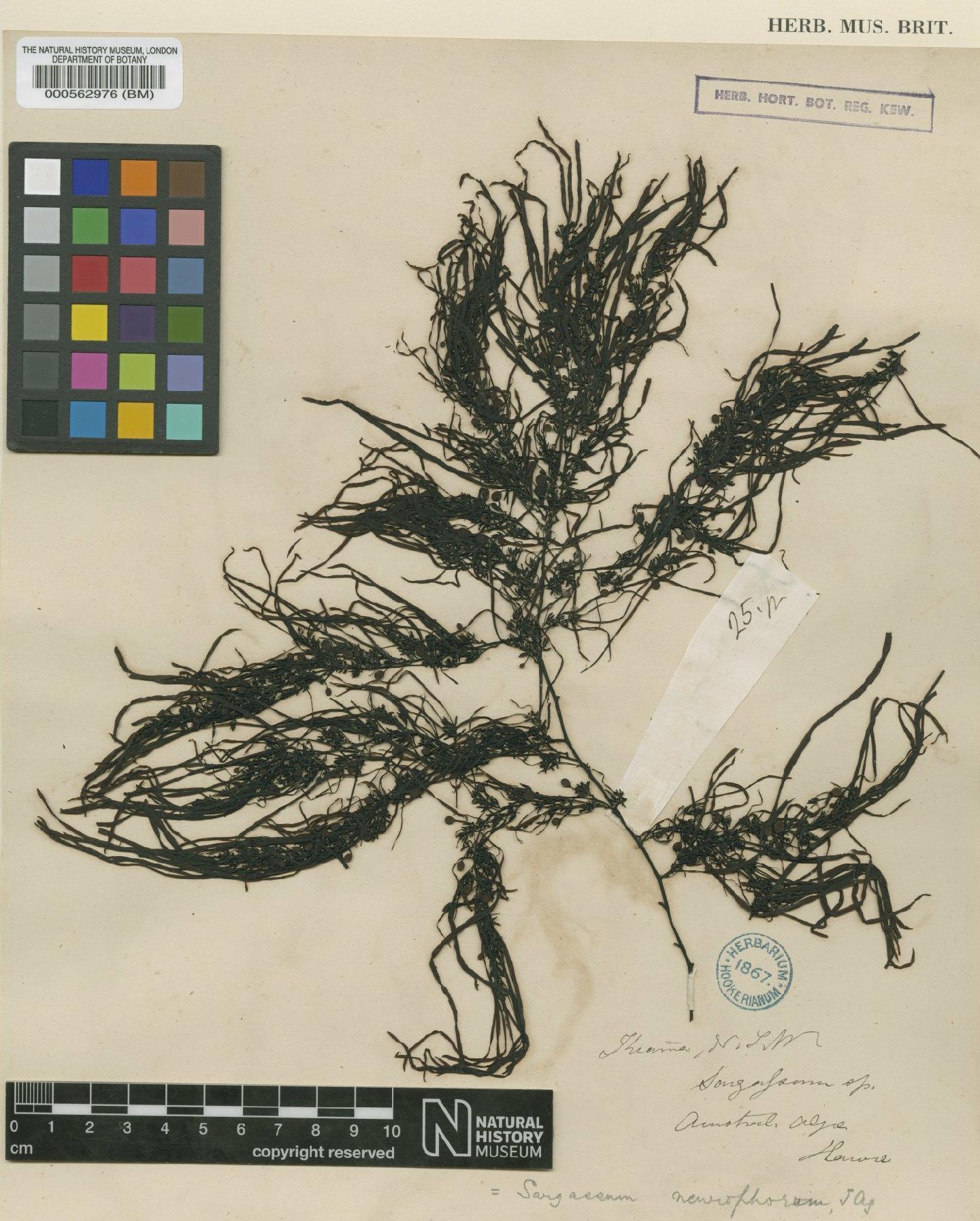 To NHMUK collection (Sargassum neurophorum J.Agardh; Isosyntype; NHMUK:ecatalogue:4722537)