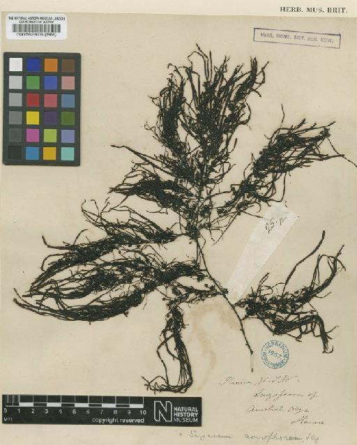 Sargassum neurophorum J.Agardh - BM000562976