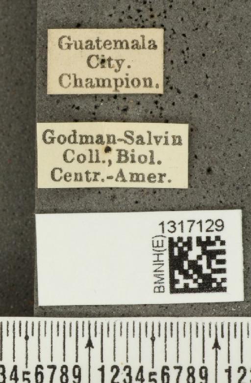Calligrapha (Polyspila) multiguttata Stål, 1859 - BMNHE_1317129_label_15910