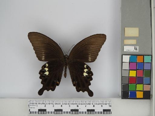 Papilio fuscus pertinax Wallace, 1865 - 013675348 Papilio fuscus