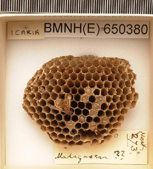 Icaria - Hymenoptera Nest BMNH(E) 650380