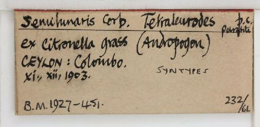 Crescentaleyrodes semilunaris Corbett, 1926 - 013500268_additional