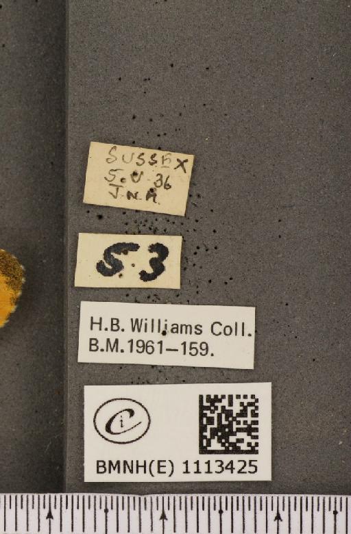 Anthocharis cardamines britannica Verity, 1908 - BMNHE_1113425_label_66631