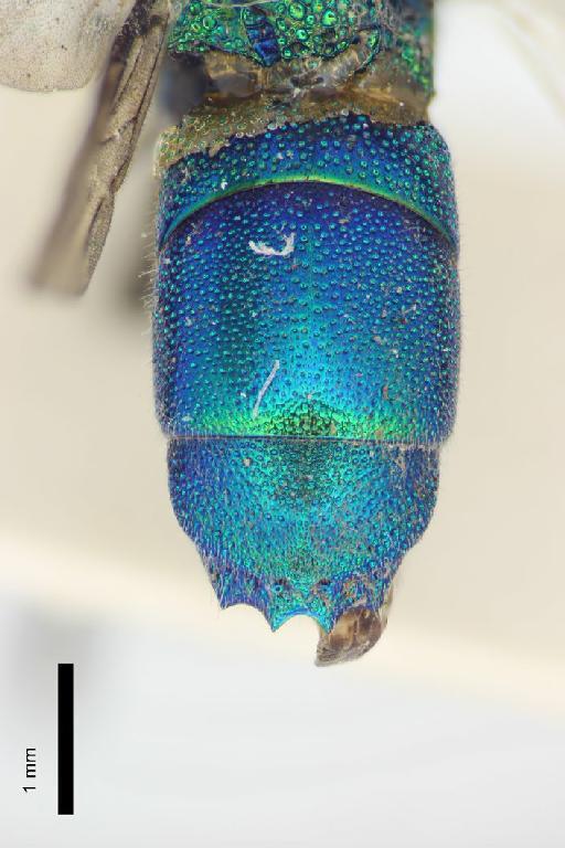 Chrysis hewittii Cameron, P., 1908 - Heptachrysis_hewittii-BMNH(E)#970880_type-metasoma_dorsal-2_5X