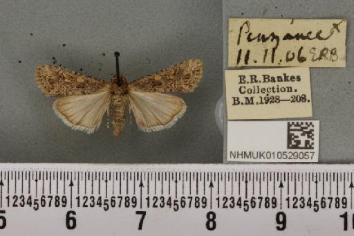 Spodoptera exigua ab. variegata Dannehl, 1929 - NHMUK_010529057_582996