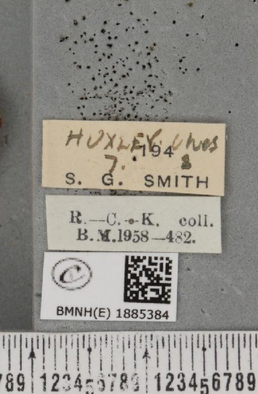 Selenia dentaria (Fabricius, 1775) - BMNHE_1885384_label_445339