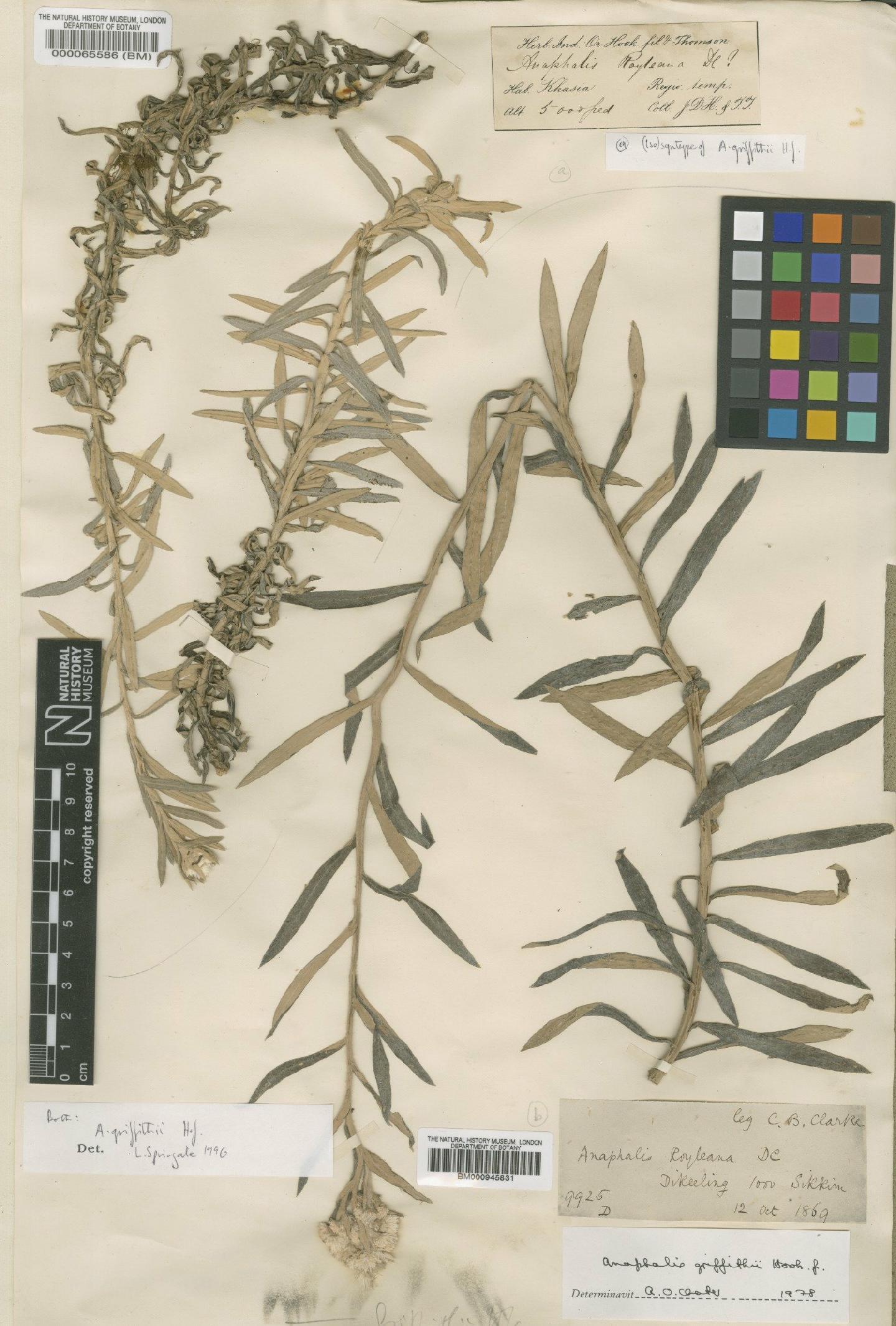 To NHMUK collection (Anaphalis griffithii Hook.f.; TYPE; NHMUK:ecatalogue:472879)