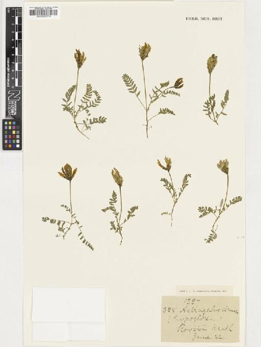 Astragalus danicus Retz. - BM000933730