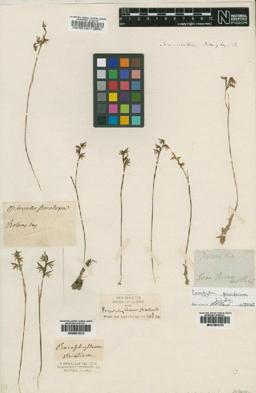 Prasophyllum striatum R.Br. - BM000051525