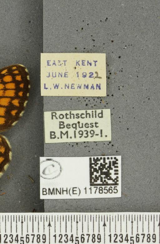 Melitaea athalia (Rottemburg, 1775) - BMNHE_1178565_label_56312