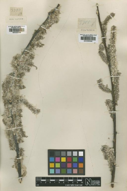 Salix disperma Roxb. ex D.Don - BM000833498