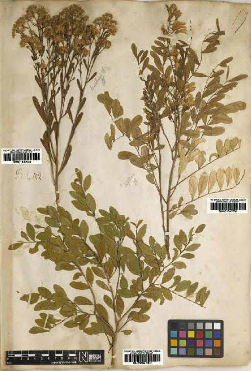 Baccharis L. - BM001047000
