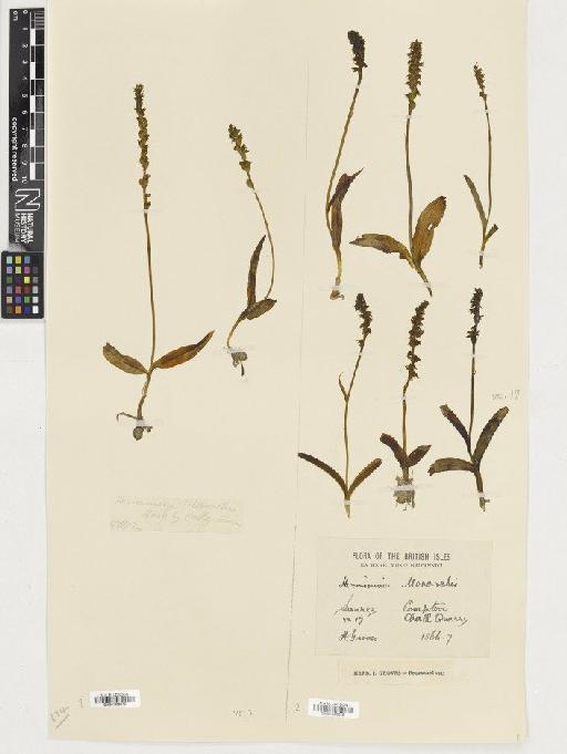 Herminium monorchis (L.) R.Br. - BM001080616