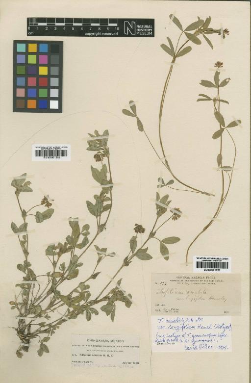 Trifolium amabile var. longifolium Hemsl. - BM000901223