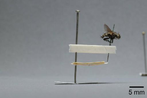 Sarcophaga (Myorhina) nigriventris Meigen, 1826 - 015091678_lateral