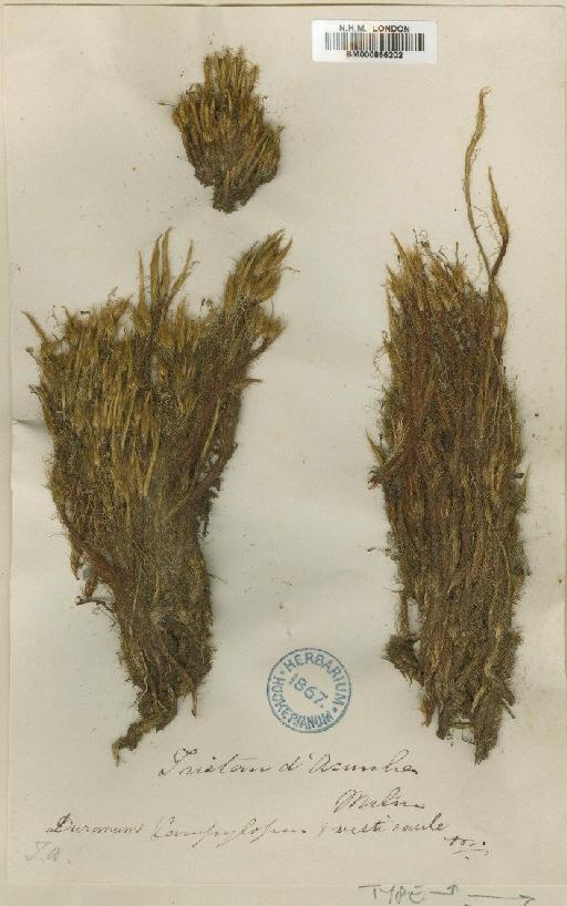 Campylopus vesticaulis Mitt. - BM000866202