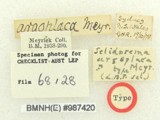 Gastrinodes argoplaca (Meyrick, 1892) - Gastrinodes argoplaca 987420 labels