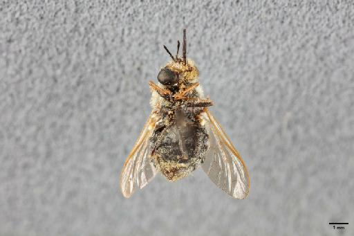 Hyperusia apiformis Evenhuis & Greathead, 2001 - 013445822_ventral_habitus