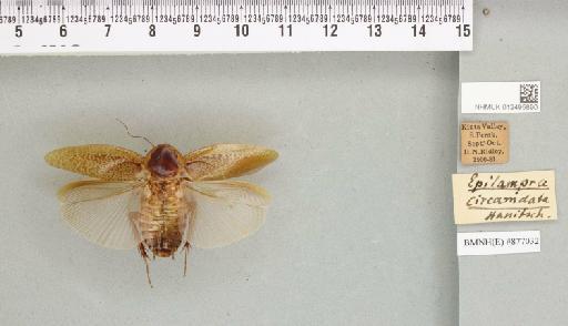 Rhabdoblatta circumdata (Hanitsch, 1915) - 012495890_111986_87824