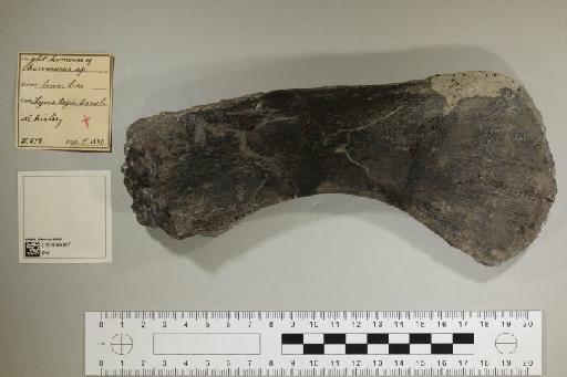 Plesiosaurus De la Beche & Conybeare, 1821 - 010036067_L010221585