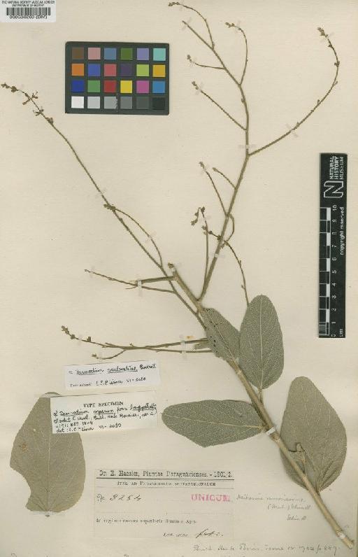 Desmodium arechavaletae Burkart - BM000538280