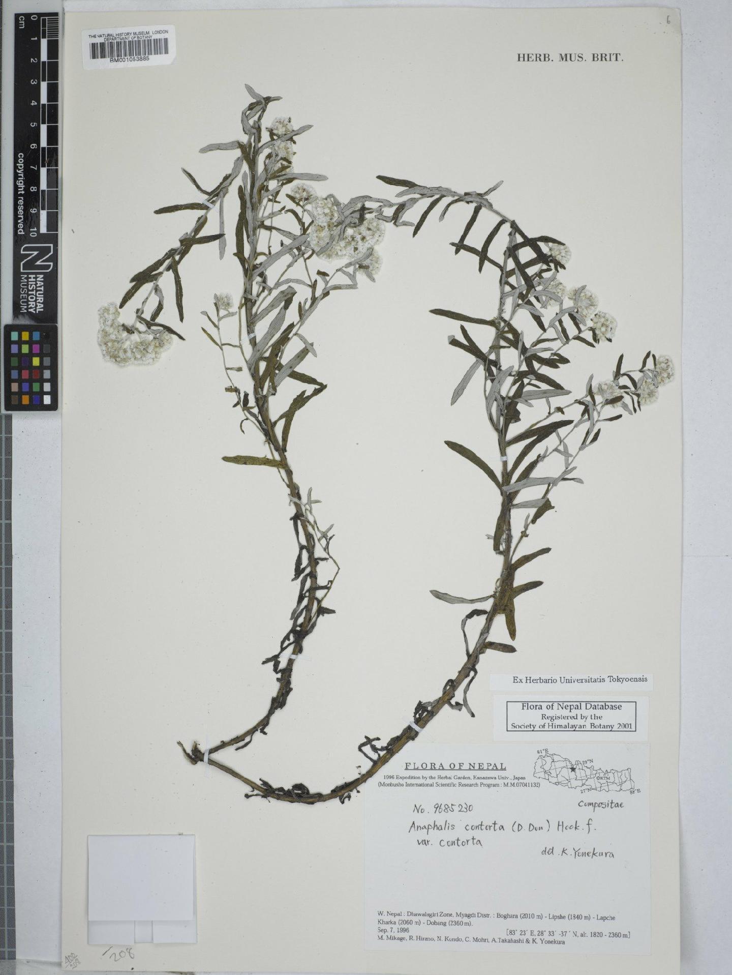 To NHMUK collection (Anaphalis contorta var. contorta (D.Don) Hook.f.; NHMUK:ecatalogue:3070830)
