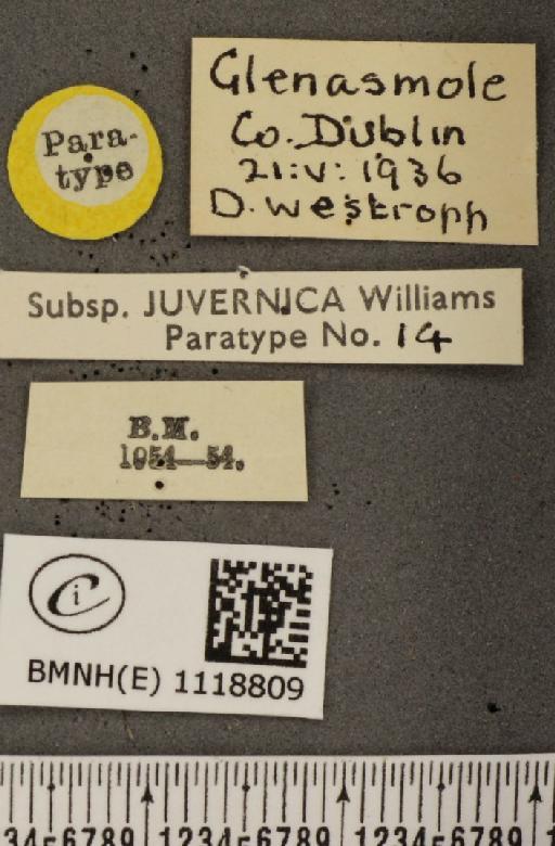 Leptidea sinapis juvernica Williams, 1946 - BMNHE_1118809_label_74014