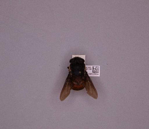 Metacuterebra rufiventris (Macquart, 1843) - 013622504_235071_16757