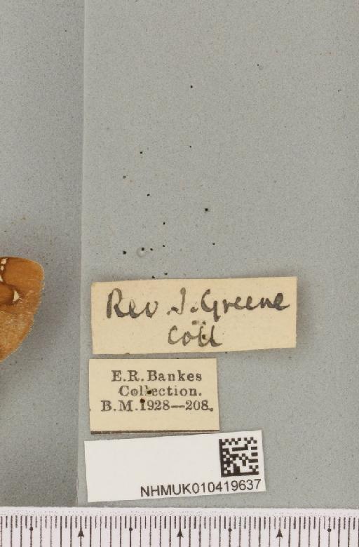 Arctia caja (Linnaeus, 1758) - NHMUK_010419637_label_532576