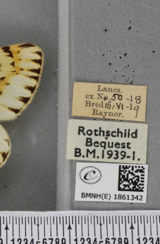 Abraxas grossulariata (Linnaeus, 1758) - BMNHE_1861342_label_417821