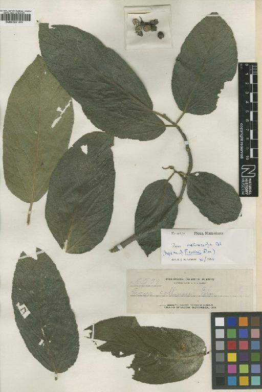 Ficus melinocarpa var. hololampra (Diels) Corner - BM000951820