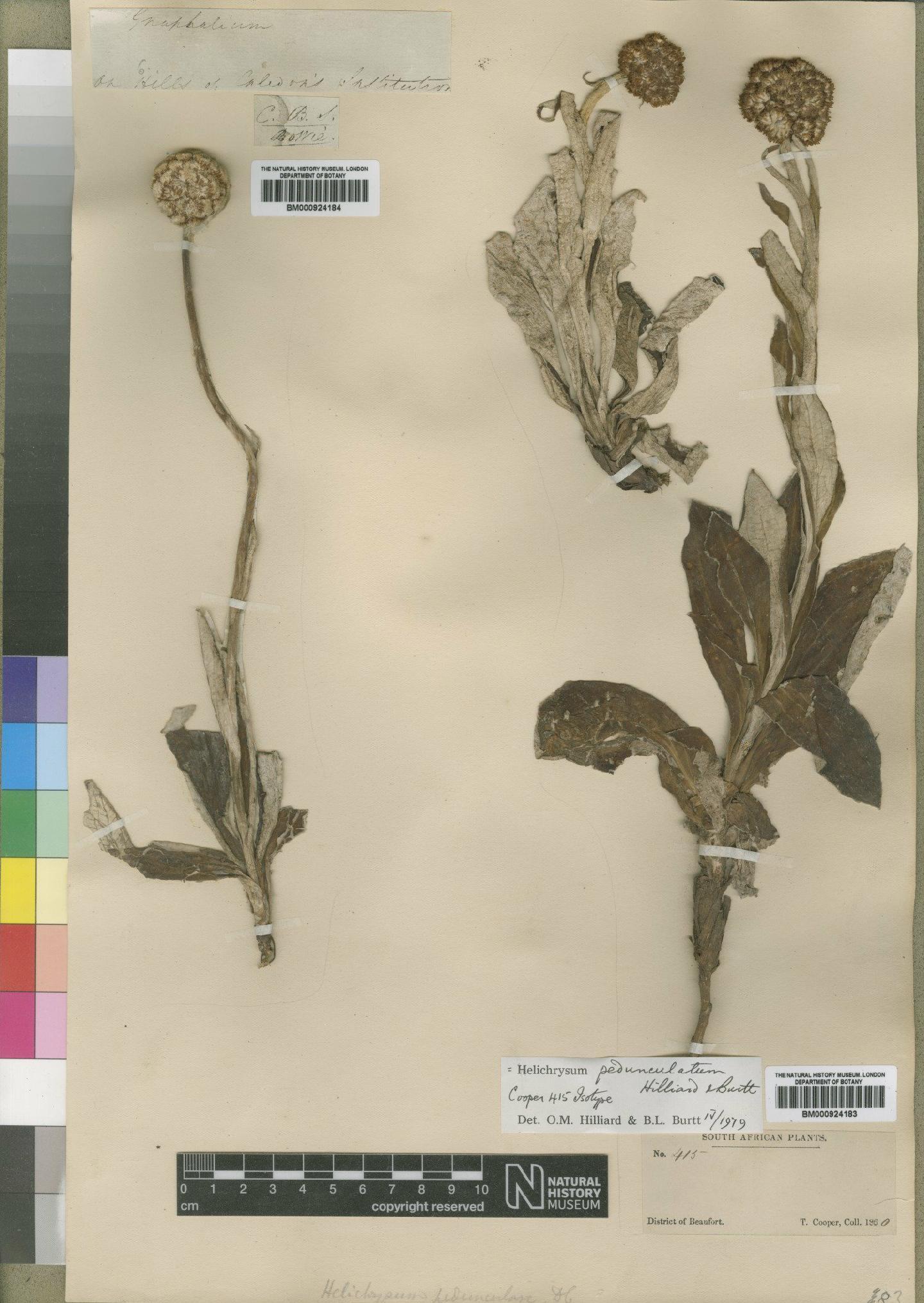 To NHMUK collection (Helichrysum pedunculatum Hilliard & B.L.Burtt; TYPE; NHMUK:ecatalogue:4529212)