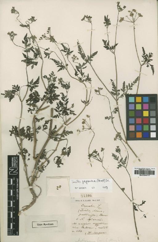 Torilis japonica (Houtt.) DC. - BM000944707