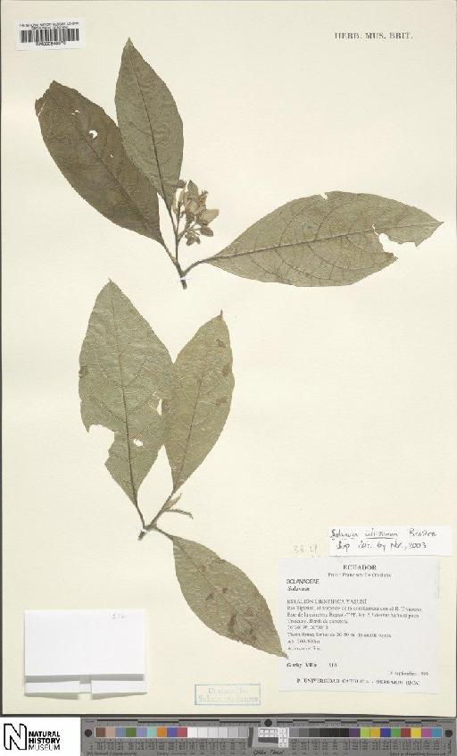 Solanum altissimum Benitez - BM000948070