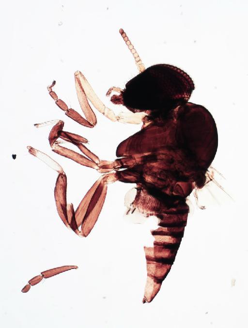 Simulium (Trichodagmia) perplexum species group Orbitale Shelley et al., 1989 - 010195828_S_perplexum_Male_paratype