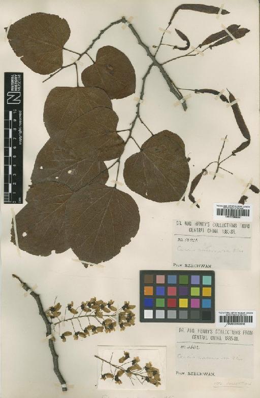 Cercis racemosa Oliv. - BM000958861