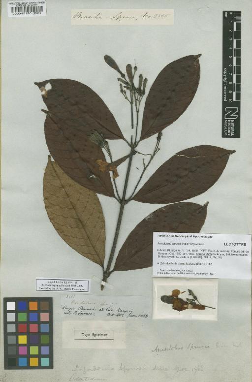 Odontadenia Benth. - BM000085190