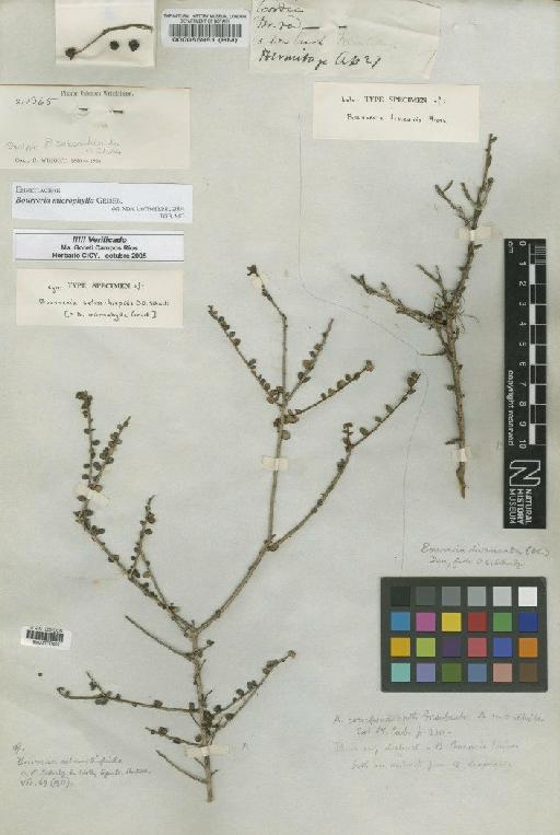 Bourreria linearis Miers - BM000085981