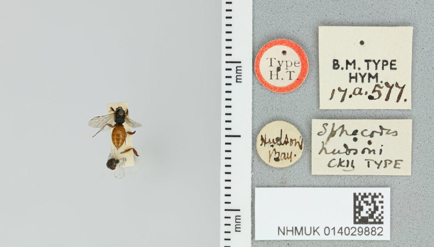 Sphecodes hudsoni