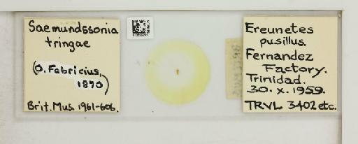 Saemundssonia tringae Fabricius, 1870 - 010692256_108784_1431649